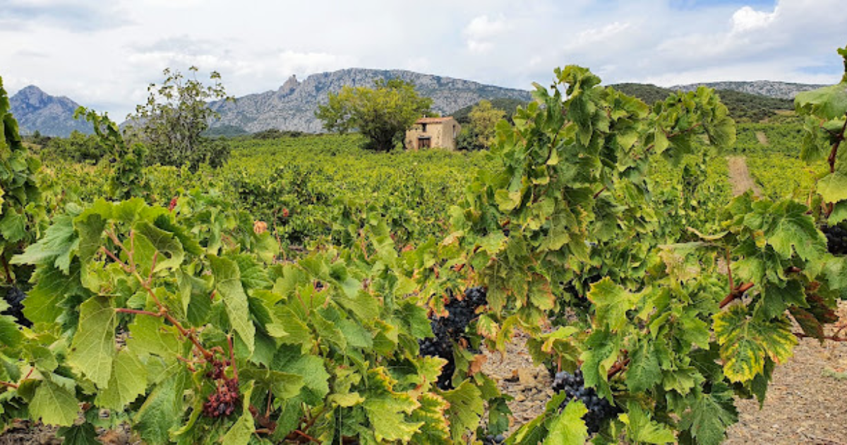 photo de Domaine du Mas Janeil
