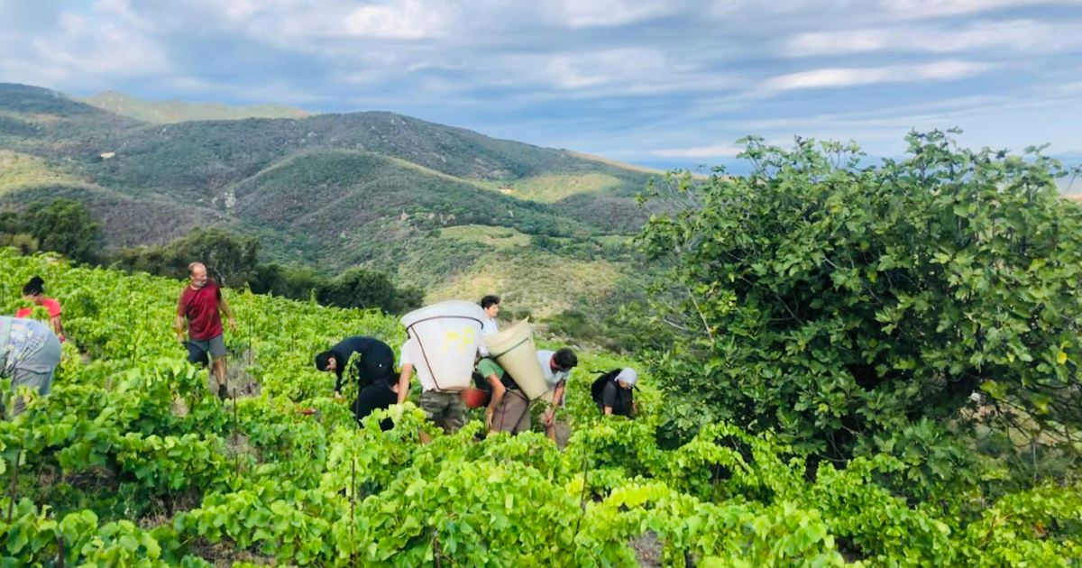 photo de Domaine Manya-Puig-Valentin