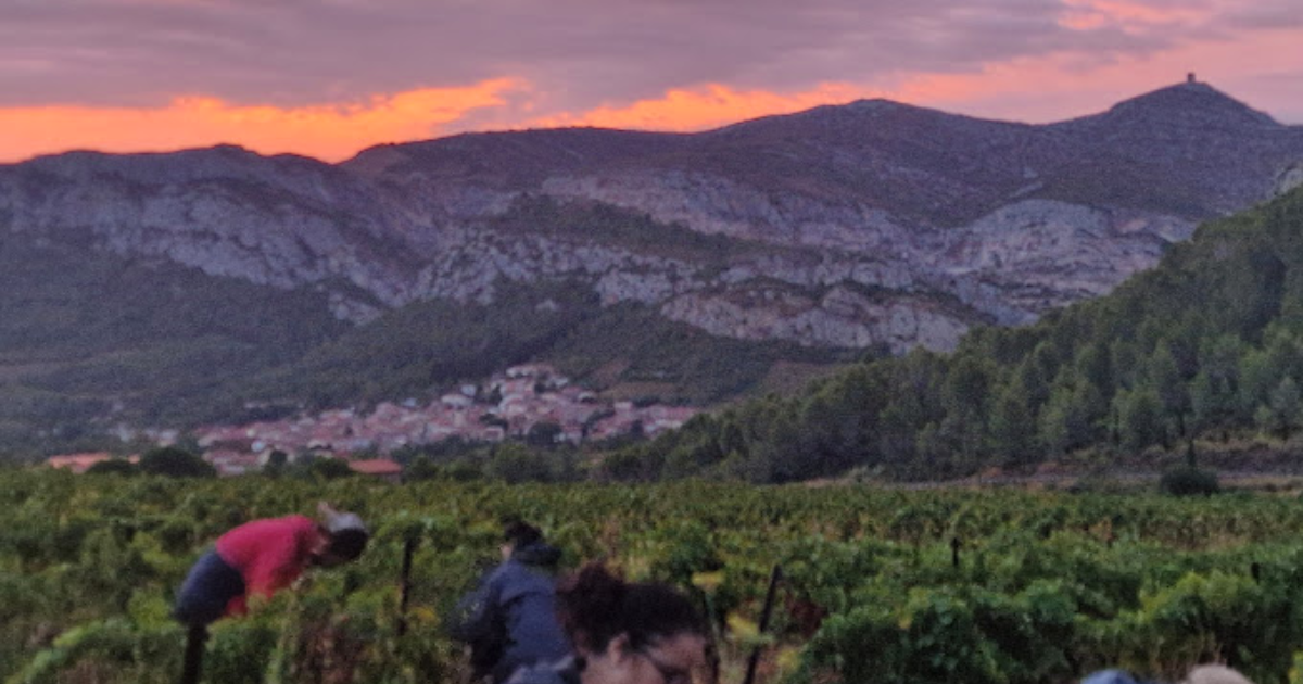 photo de Domaine Pierre Pelou