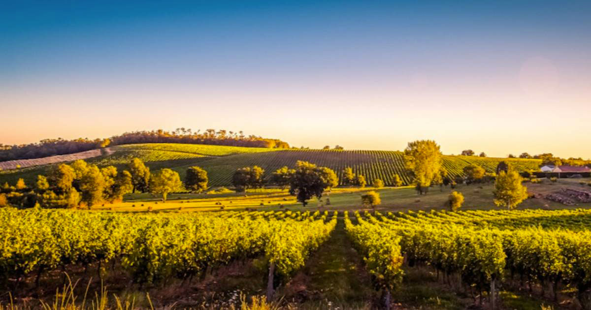 Photo Le rôle des vignerons dans la préservation du terroir catalan